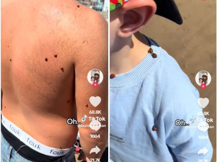 coccinelle in spiaggia