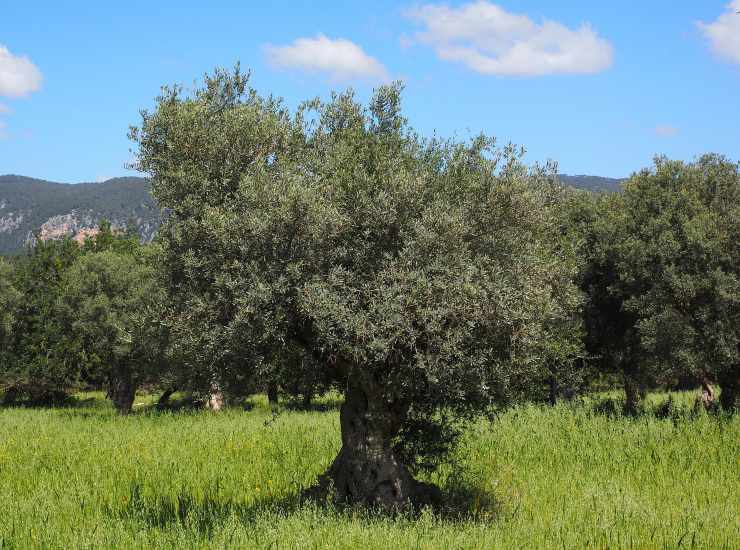 Ulivi e campagna pugliese (Pixabay)-bitontotv.it