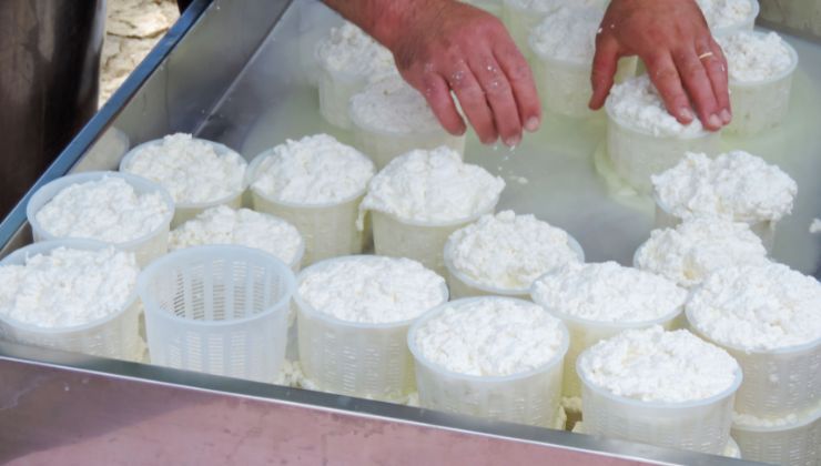 Solo ricotta fresca: cosa sapere
