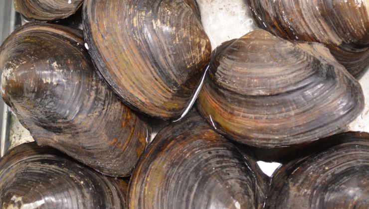 Attenzione a questi molluschi: cosa sapere