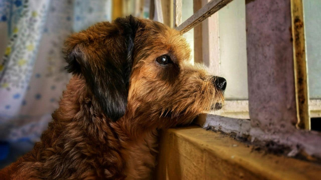 In questi casi scatta l'abbandono: informati