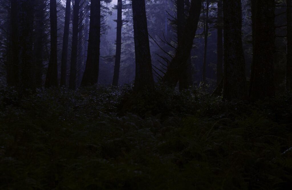 bosco notte