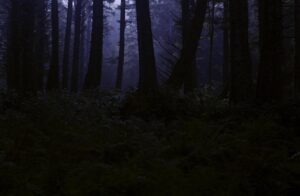 bosco notte