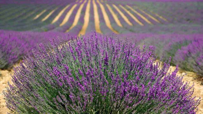 giardini di lavanda in Italia