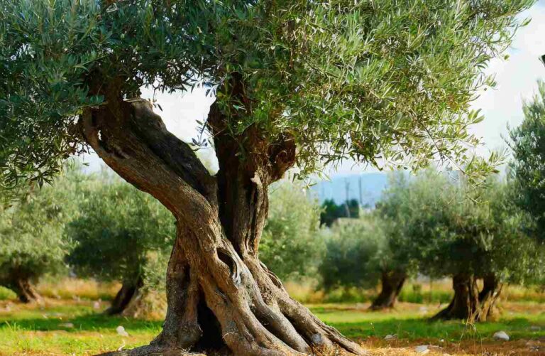 ulivo