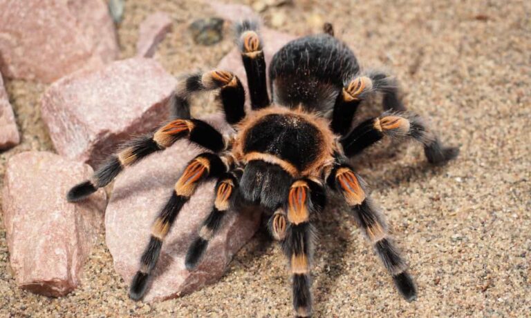 Invasione di tarantole: cosa sapere