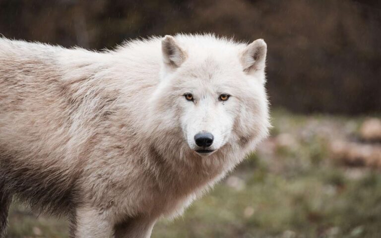 Lupo mannaro in Puglia