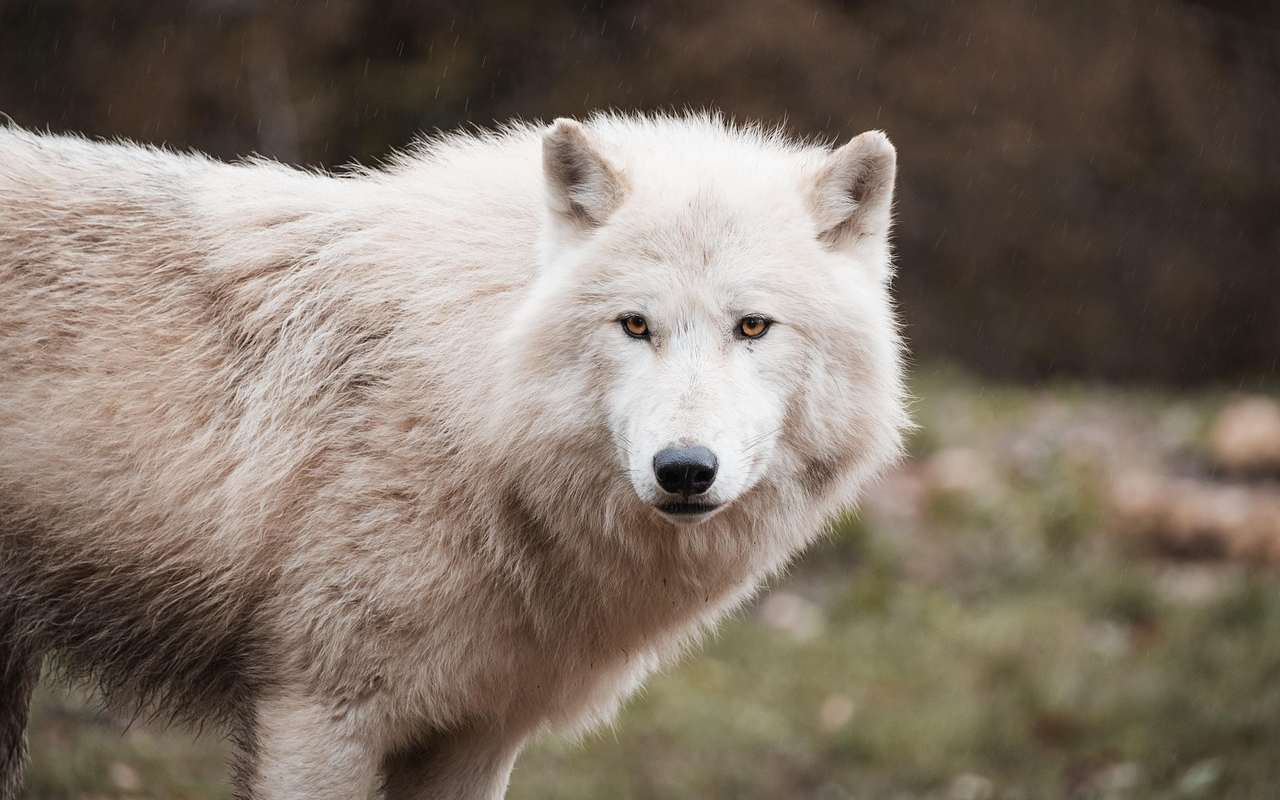 Lupo mannaro in Puglia