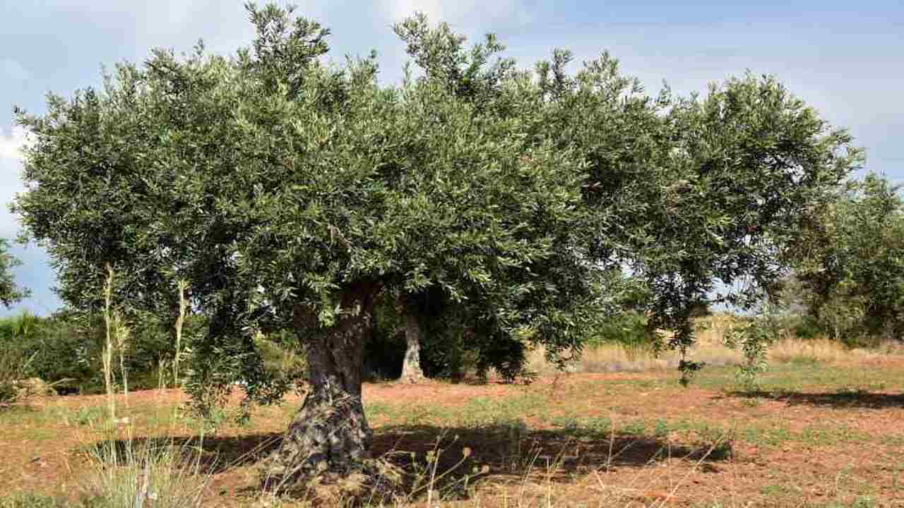 Batterio killer crea psicosi a BARI | Interi raccolti completamente danneggiati