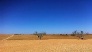 Effetti desertificazione (Pixabay)-bitontotv.it