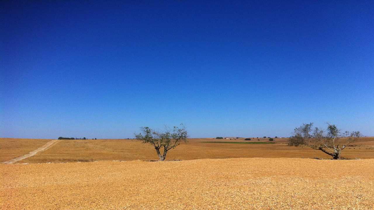 ALLARME AMBIENTALE: in Puglia si rischia la desertificazione | Si cerca il modo di salvare la regione